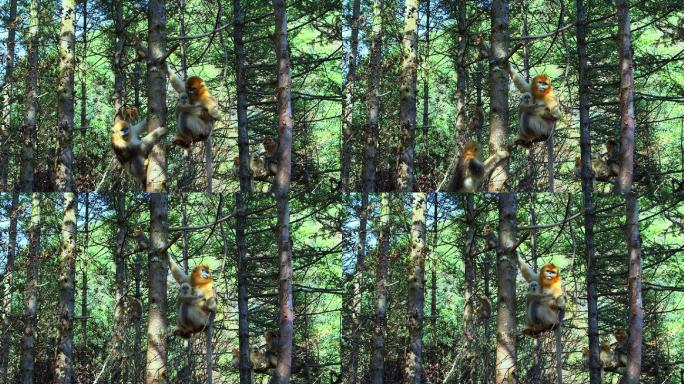 金丝猴妈妈抱着幼崽在树上