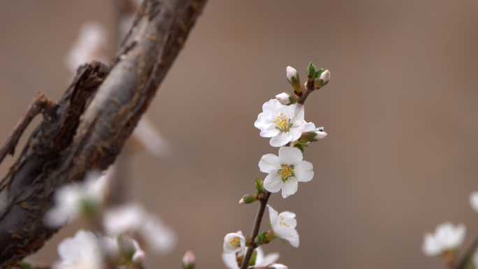 春天杏花开放特写高质量多角度镜头组