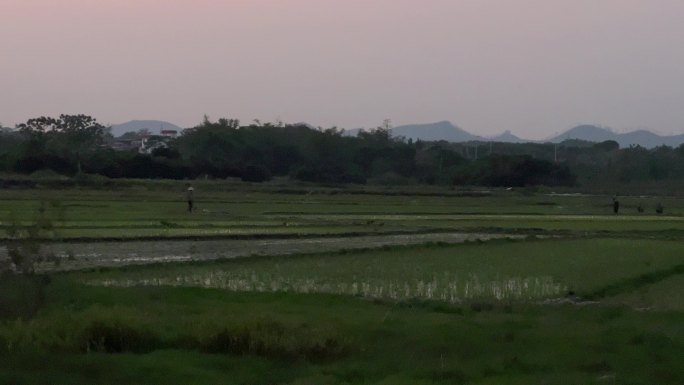 夜幕降临广西刚插秧的水田与远处寂静的村庄