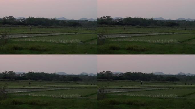 夜幕降临广西刚插秧的水田与远处寂静的村庄