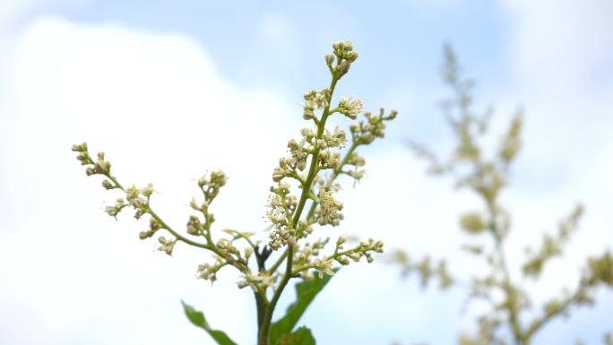 荔枝树荔枝花