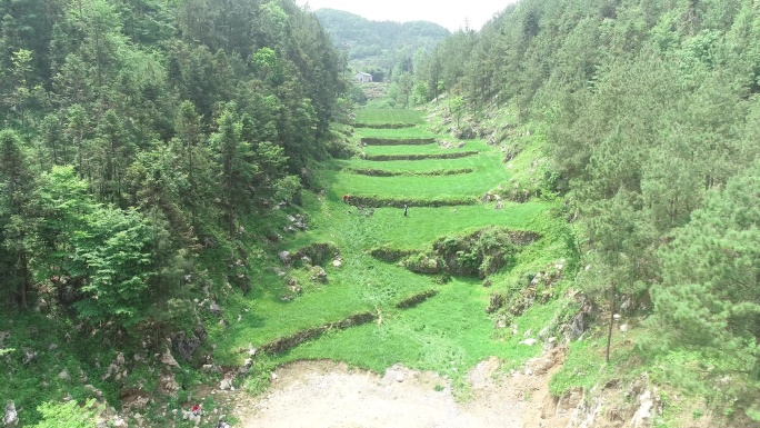 青草 山 野猪 散养 黑猪