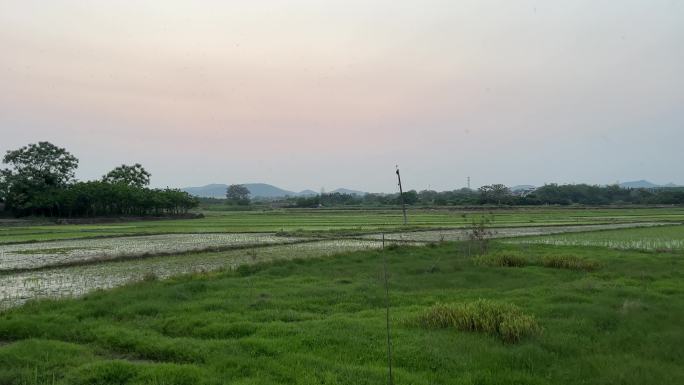 黄昏太阳下山前刚插秧的水稻田风光