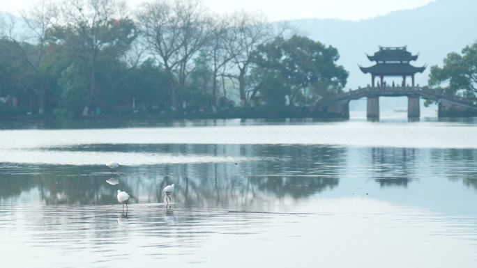 杭州 西湖 水鸟 清晨 桥