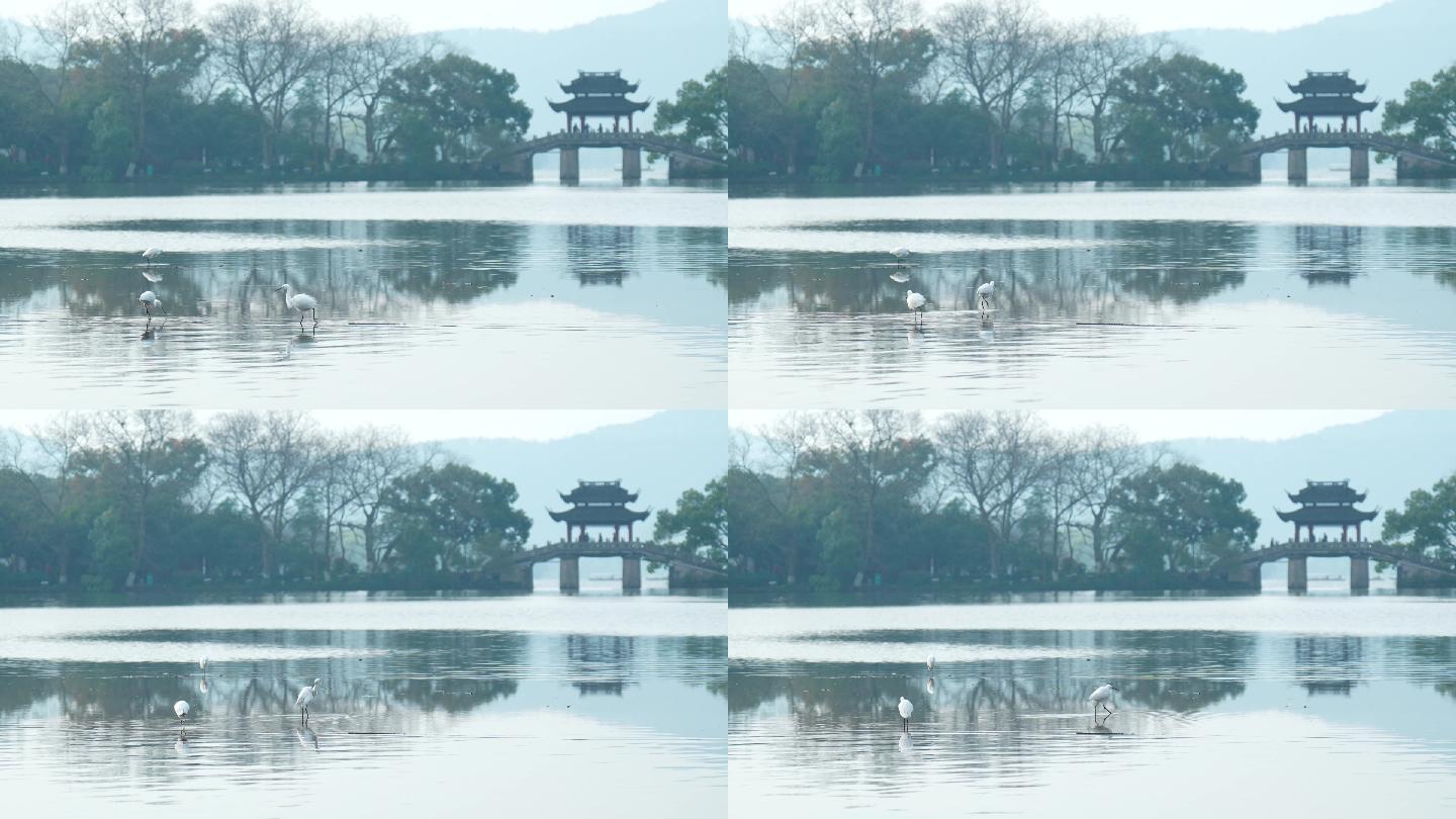 杭州 西湖 水鸟 清晨 桥