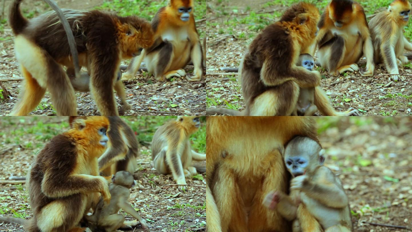 金丝猴妈妈抱着幼崽1