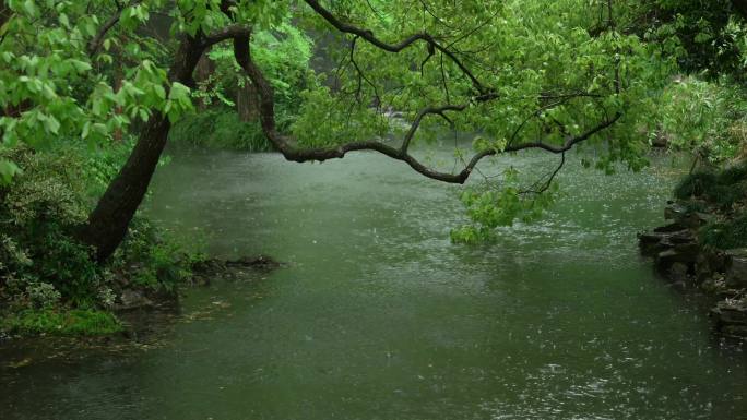 180杭州 风景 下雨天 小溪 树枝