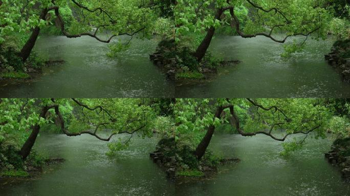 180杭州 风景 下雨天 小溪 树枝