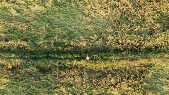 无人机在稻田上拍摄