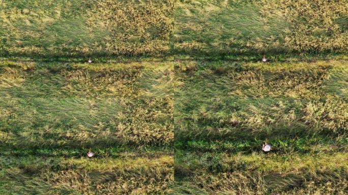 无人机在稻田上拍摄
