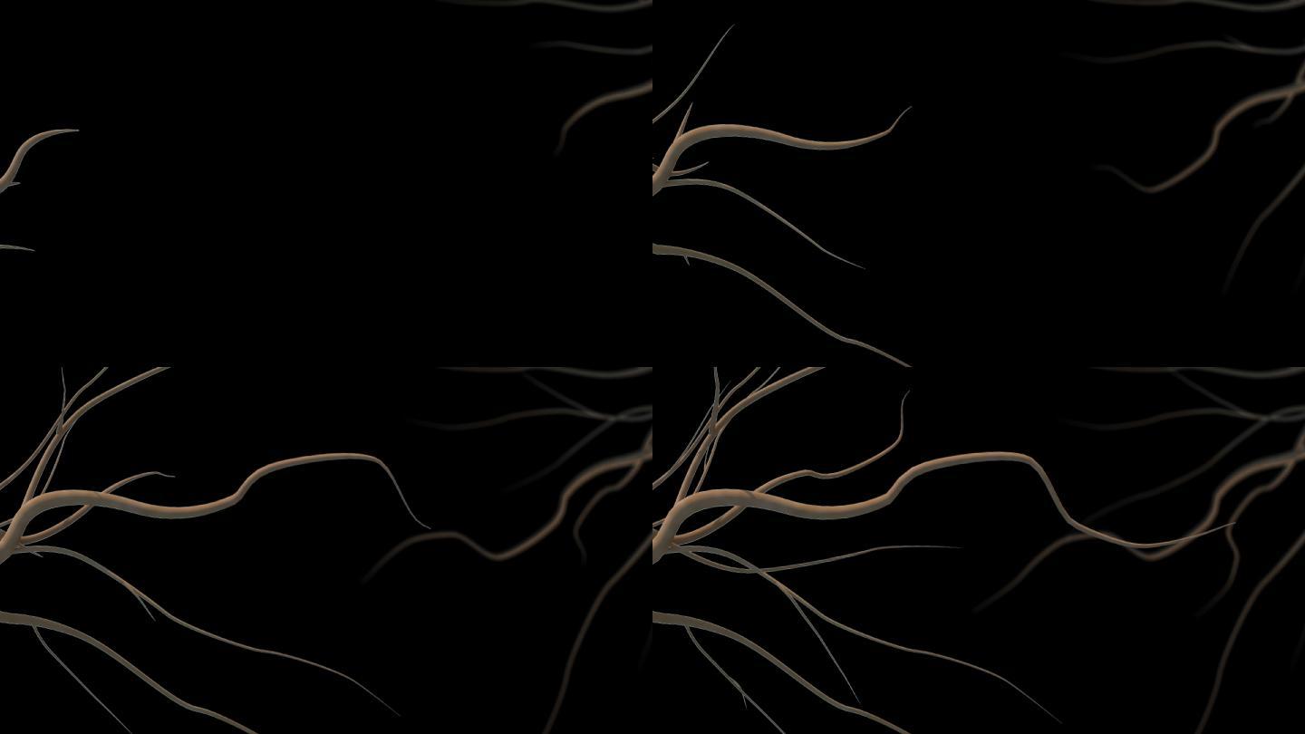 黑色背景下的树根动画