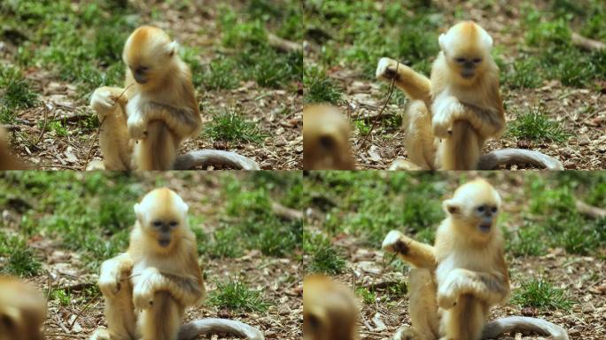 金丝猴幼崽1