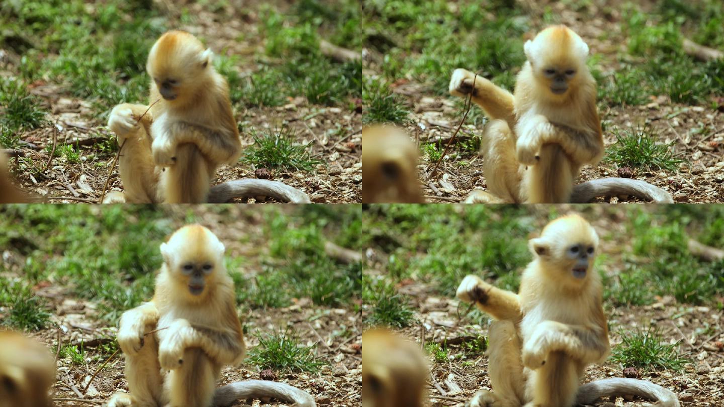 金丝猴幼崽1