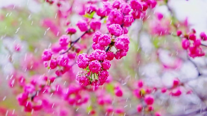 4K春天细雨雨滴滴落鲜花枝头升格慢镜头