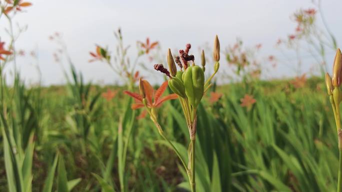 黄花菜