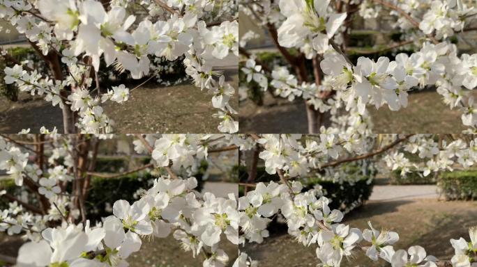 春天 开花 花树 花海 春气盎然 4K