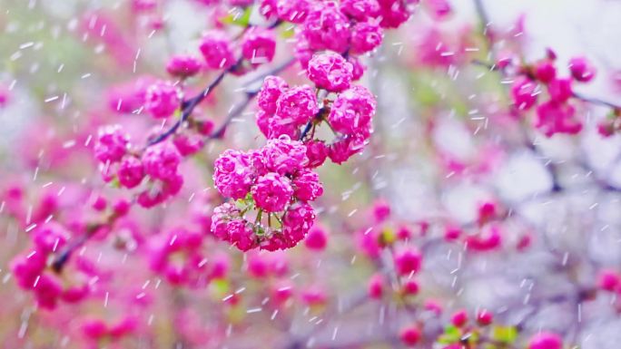 4K春天细雨雨滴滴落鲜花枝头升格慢镜头