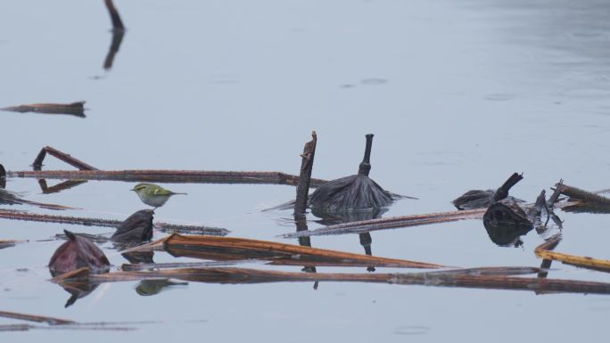 杭州 西湖 翠鸟 鸟类 水面 残荷