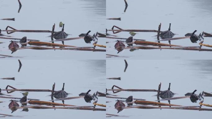 杭州 西湖 翠鸟 鸟类 水面 残荷