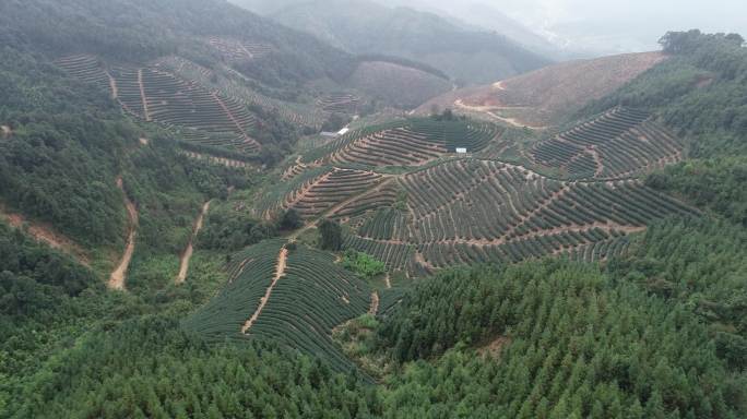 肇庆自然风光广东茶山种植高山云雾茶园航拍