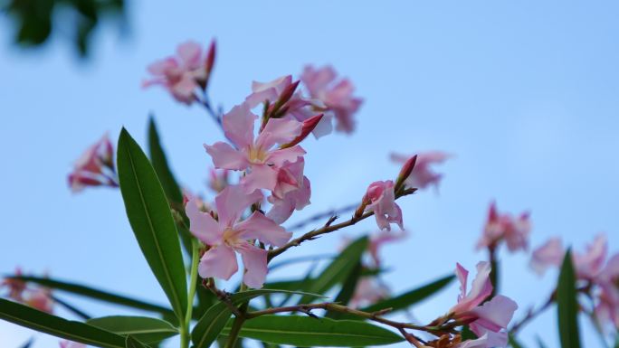 夹竹桃开花