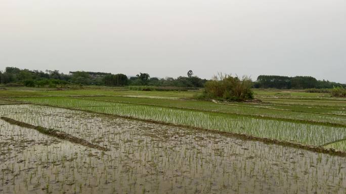 乡村刚插秧的水稻田