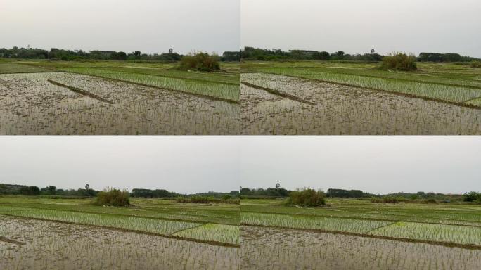 乡村刚插秧的水稻田