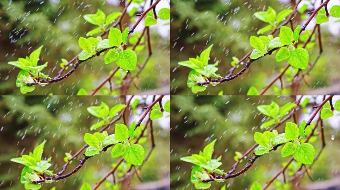 4K春天细雨下雨雨滴树枝升格慢镜头