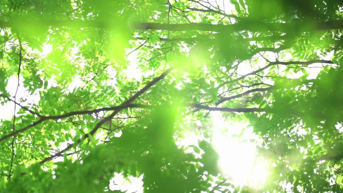 树叶阳光逆光唯美空境树林森林
