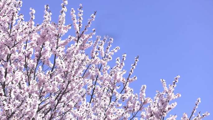 满山遍野桃花盛开