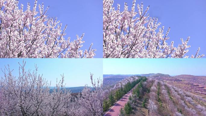 满山遍野桃花盛开