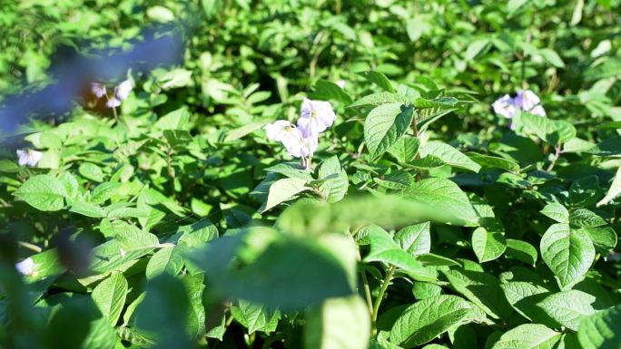 马铃薯开花种植