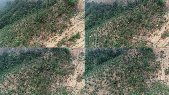 林场护林员清理山林杂草自然灾害台风过后