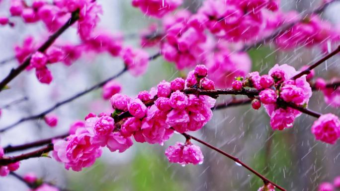 4K春天细雨雨滴滴落鲜花枝头升格慢镜头