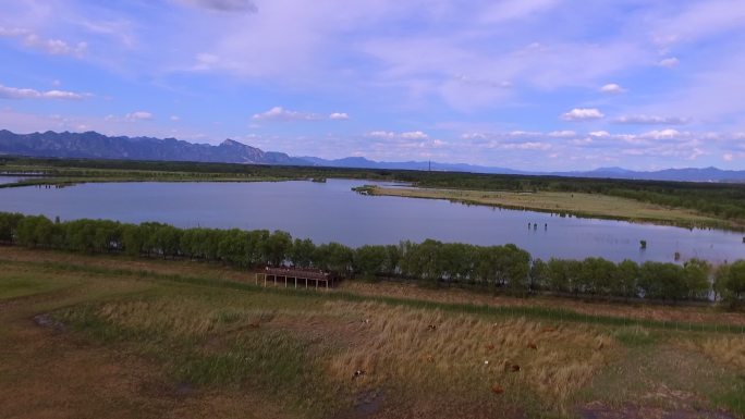 夏天的野鸭湖湿地公园航拍