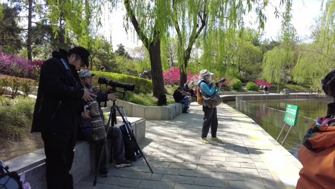 公园摄影爱好者 拍摄飞鸟 北京地标