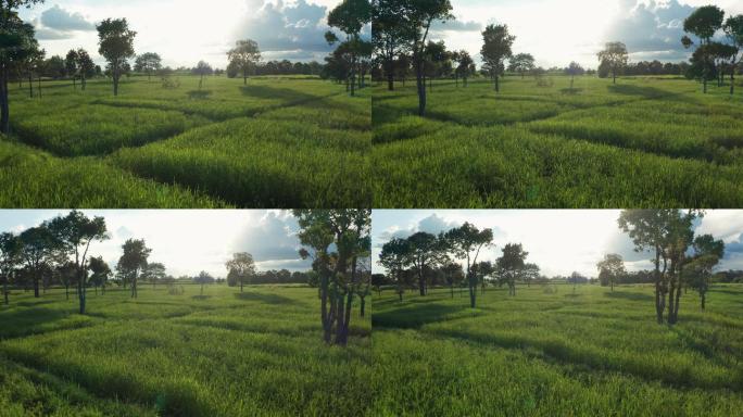 稻田景观航拍产地基地产业种植