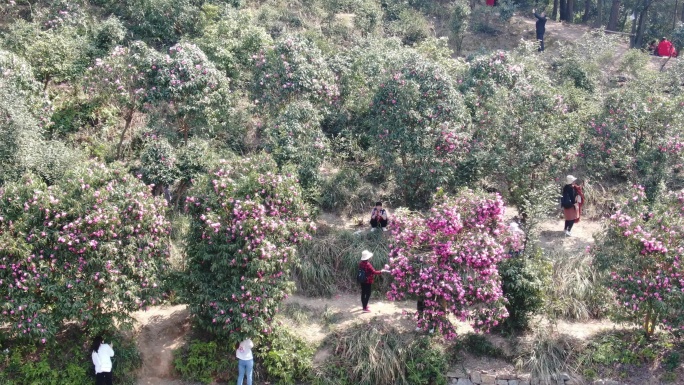 航拍湖南怀化中坡山山茶花盛开