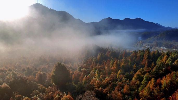 安徽宁国落羽杉湿地公园