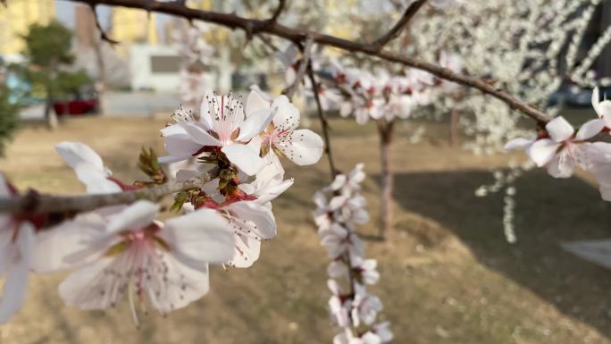 春天 开花 花树 花海 春气盎然 4K