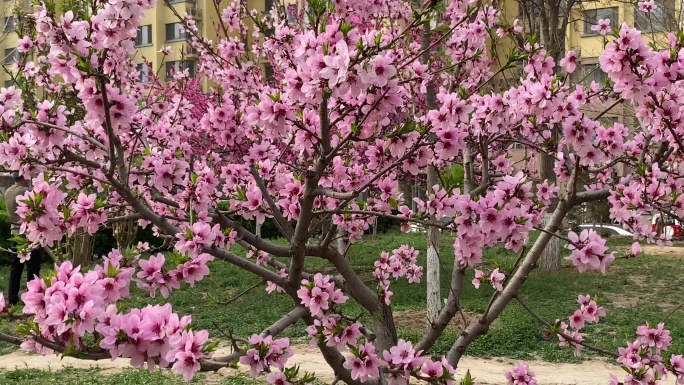 春天 开花 花树 花海 春气盎然 4K