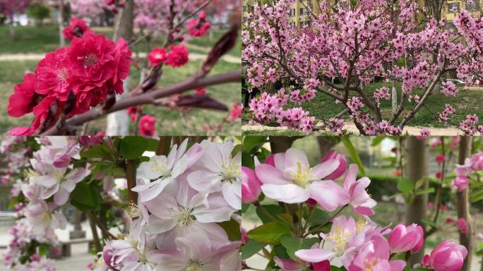 春天 开花 花树 花海 春气盎然 4K