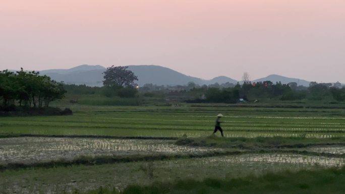 农村刚插秧的水稻田与田间的农妇