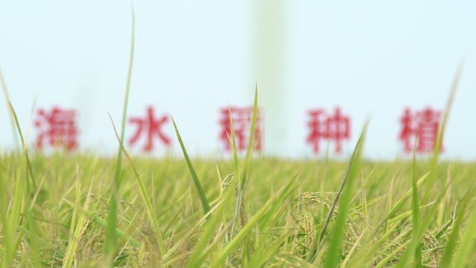 十万亩海水稻 近景