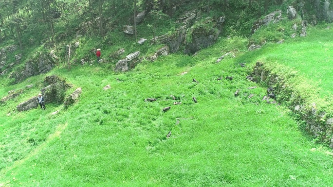 青草 山 野猪 散养 黑猪