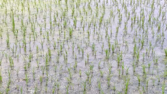 春天已插秧的成片的水稻田农田稻田