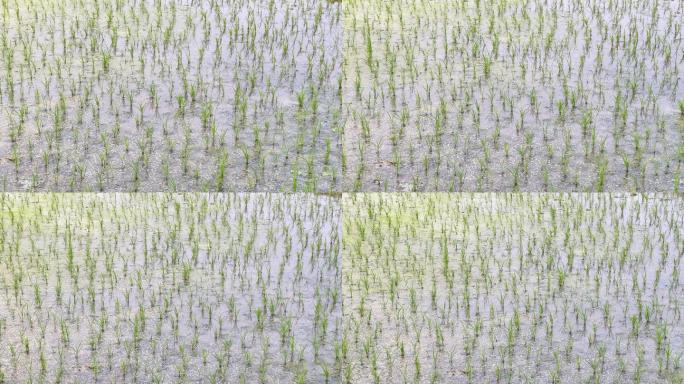 春天已插秧的成片的水稻田农田稻田