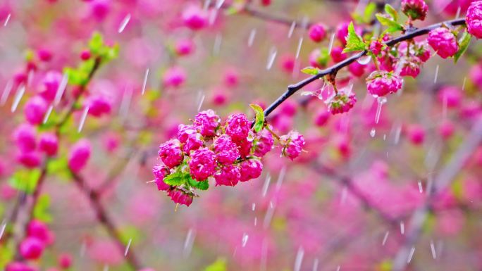 4K春天细雨雨滴滴落鲜花枝头升格慢镜头