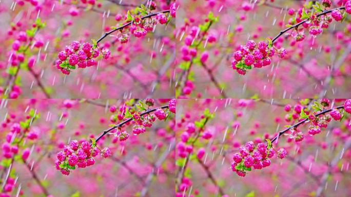 4K春天细雨雨滴滴落鲜花枝头升格慢镜头