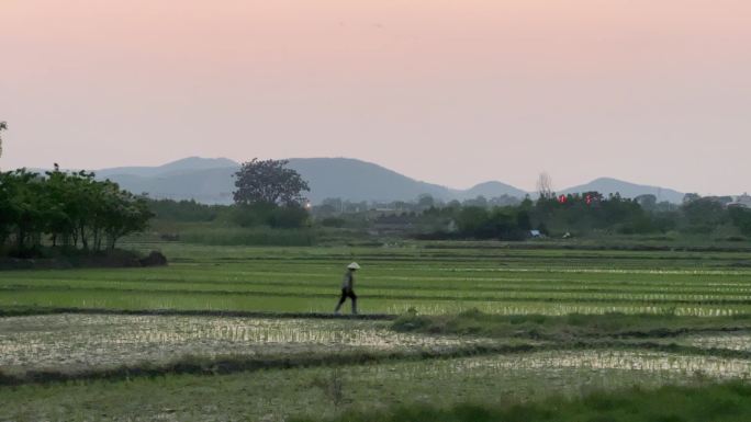春天农村刚插秧的水稻田农田与田间的农妇